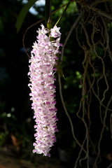 Beautiful pink Rhynchostylis gigantea orchid. Close up of pink orchid (Rhynchostylis gigantea...