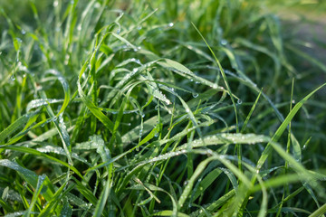 Fototapeta na wymiar morning dew over the grass