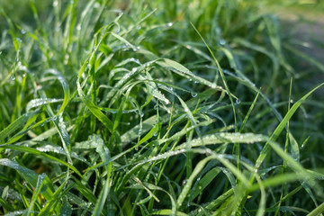 morning dew over the grass