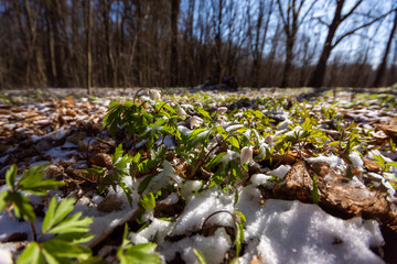 Wiosna w lesie. Las Zwierzyniecki, Białystok, Podlasie, Polska © podlaski49