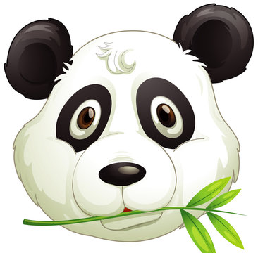 Face of cute panda eating bamboo leaves
