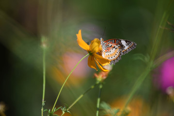Garden With Butterfly