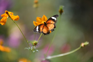 Garden With Butterfly