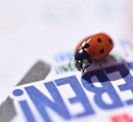 ladybug on a white background