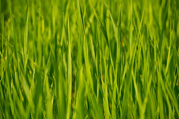 Fototapeta na wymiar Young rice shoots close-up. Background