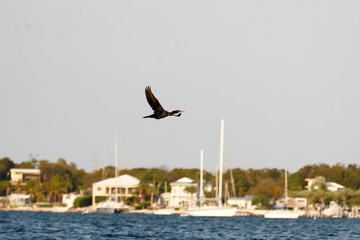 Fototapeta na wymiar Florida Keys Aquatic Birds