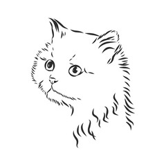 portrait of a cat, domestic cat, vector illustration of a sketch