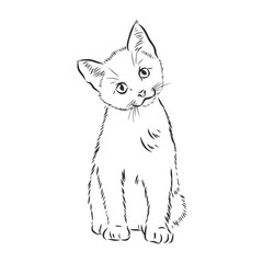 cute pet cat, realistic vector sketch illustration