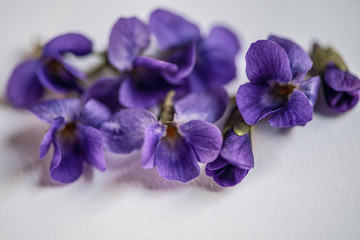 Violet violets flowers bloom in the spring forest. Viola odorata edible medical flower on white background 