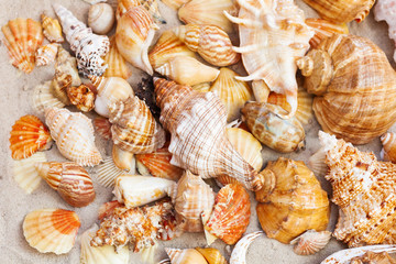 Seashells, sea stars, coral and stones on the sand, summer beach background travel concept with copy space for text.