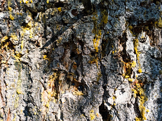bark tree with resin, cedar