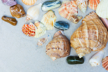 Seashells, sea stars, coral and stones on the sand, summer beach background travel concept with copy space for text.