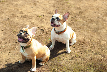 Two beautiful french bulldogs little dogs sitting on the ground looking up at the walk adorable pet picture Love animal