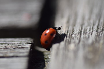 close up of a ladybug