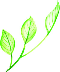 Beautiful Watercolor Floral and Leaves