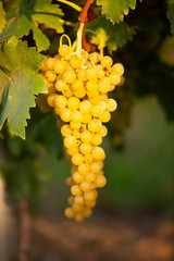 Fototapeta premium ripe white grape n vineyard in autumn just before harvest