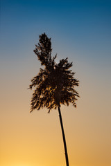 Schilf im Abendlicht