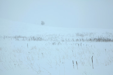 Winter landscape with snow