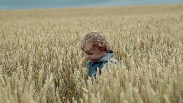 Little boy in wheet