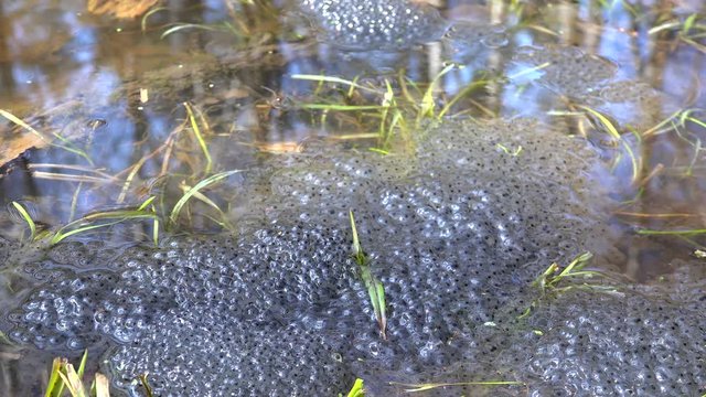 Frog spawn in a spring forest pond.
