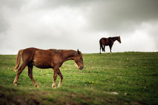 Stadnina koni / Kaszuby / pomorskie / Polska