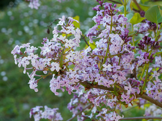 Syringa Microphylla 'Superba' |  Lilas de Chine à spectaculaire floraison printanière rose...