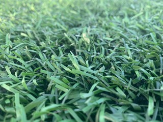 fresh green grass