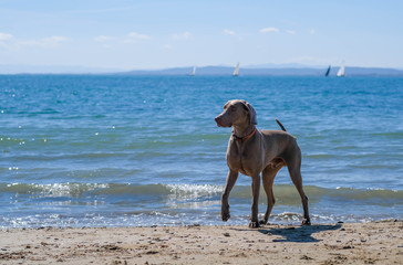 Weimaraner dog stands on a beach the sandy beach on blue sea background. Hunting dog and fine family friend. Travel with animals. Vacation with dog on the sea.