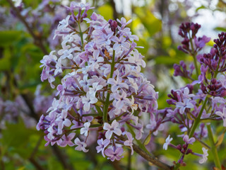 Syringa Microphylla 'Superba' |  Lilas de Chine à spectaculaire floraison printanière rose...