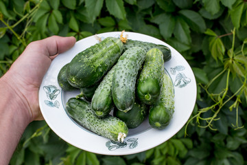 a plate of young cucumbers is held by a man's hand.
