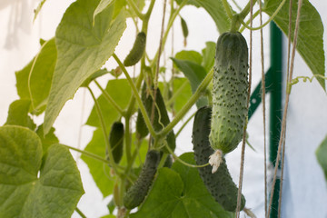 Young cucumbers grow on branches close-up against the background of leaves.