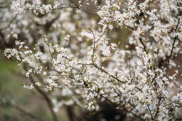 Spring Cherry blossoms, pink flowers.