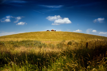 Krowy na górce © arnoldes