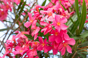 Lovely blooming bright orange oleander flowers with green leaves. Prolific large orange Oleander shrub produces loads of fragrant orange flowers contrasting with green leaves.
