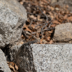 Lizard on a stone in themountain