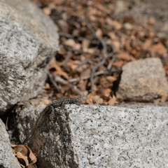 Lizard on a stone in themountain
