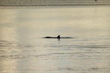Florida Keys Wildlife and Sunsets