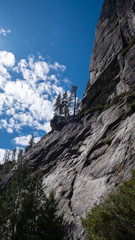 forest and trees on a cliff at Yosemite mountain