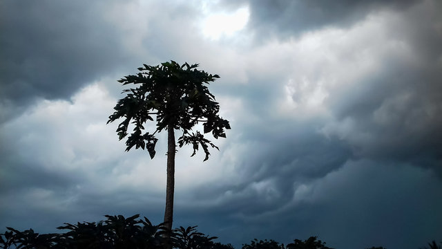  Papaya Tree look like Black Dark shadow in Dramatic Dark stormy cloudy sky in Background wallpaper. A beautiful cloudy weather a Beautiful landscape wallpaper.