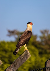 red billed hornbill