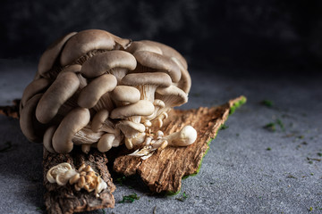 oyster mushrooms on a dark table fresh background