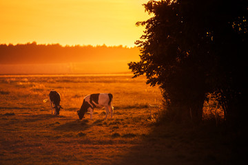 Krowy na łące podczas zachodu słońca