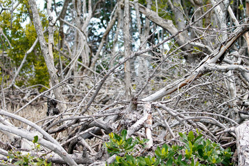 Florida Keys Wildlife and Sunsets