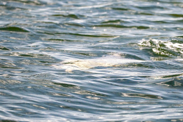 Florida Keys Wildlife and Sunsets