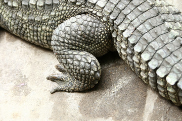 The big crocodile in the farm