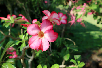 Desert rose, Impala lily