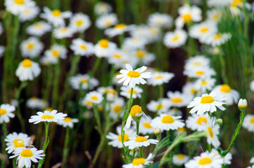 Fototapeta premium field of camomiles