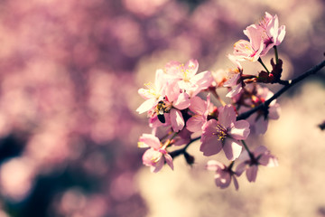 Fototapeta na wymiar Cherry blossoms with blue sky, flowering, spring