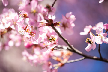 Cherry blossoms with blue sky, flowering, spring