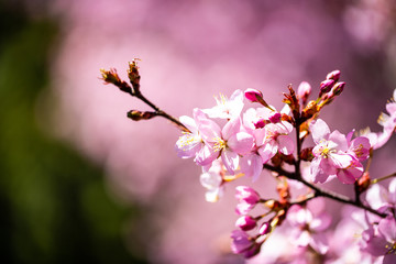 Cherry blossoms with blue sky, flowering, spring